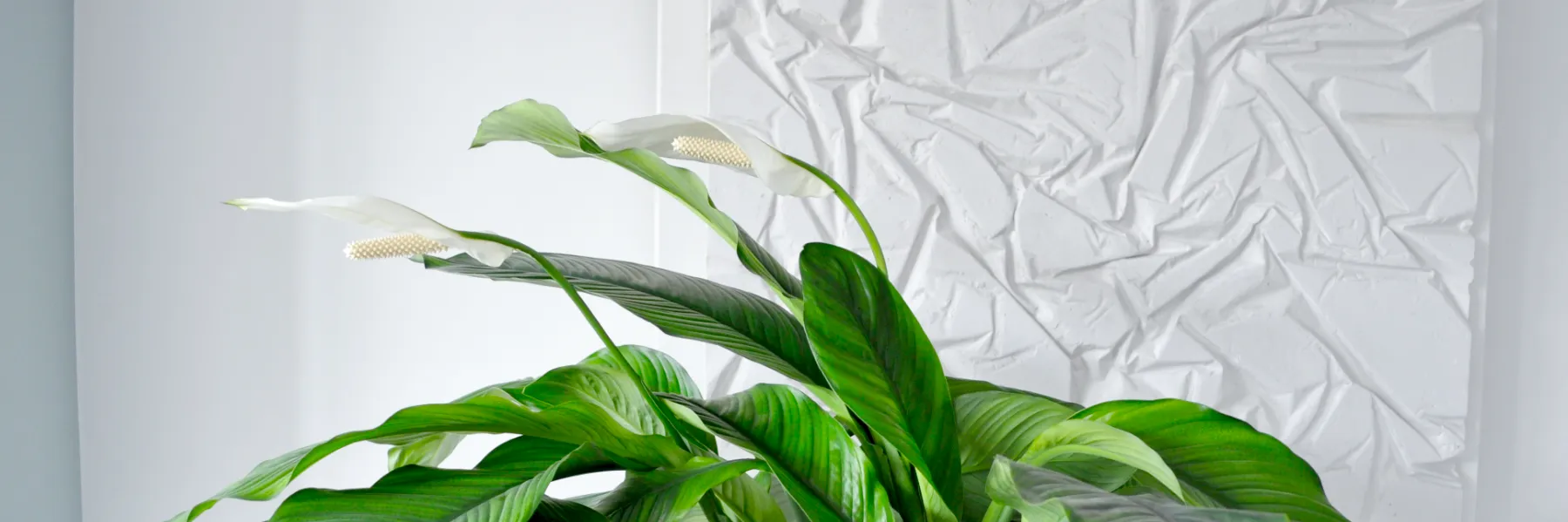 Stuck aus Gips - höchste Qualität ohne chemische Zusätze