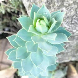 Stuck-Blog - Nachhaltigkeit von Stuck aus Gips - preview